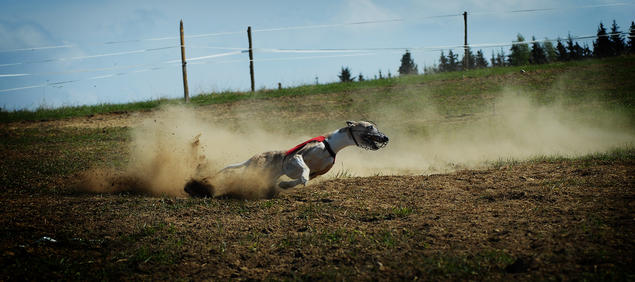 whippet lure coursing