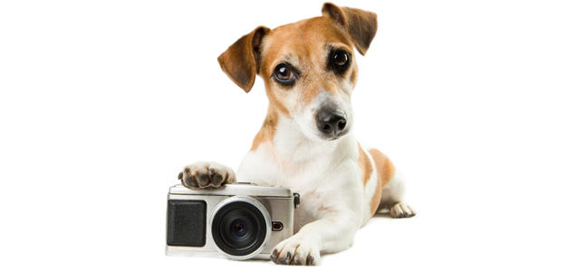 hund med fotoapperat