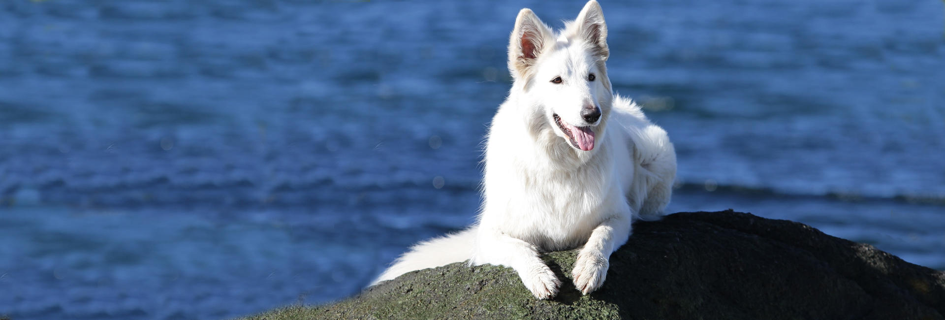 Hvit gjeterhund profil