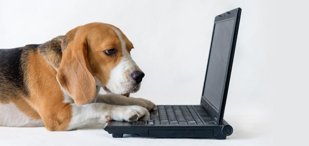 Hund som skriver mail