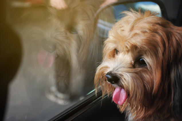 hund i varm bil