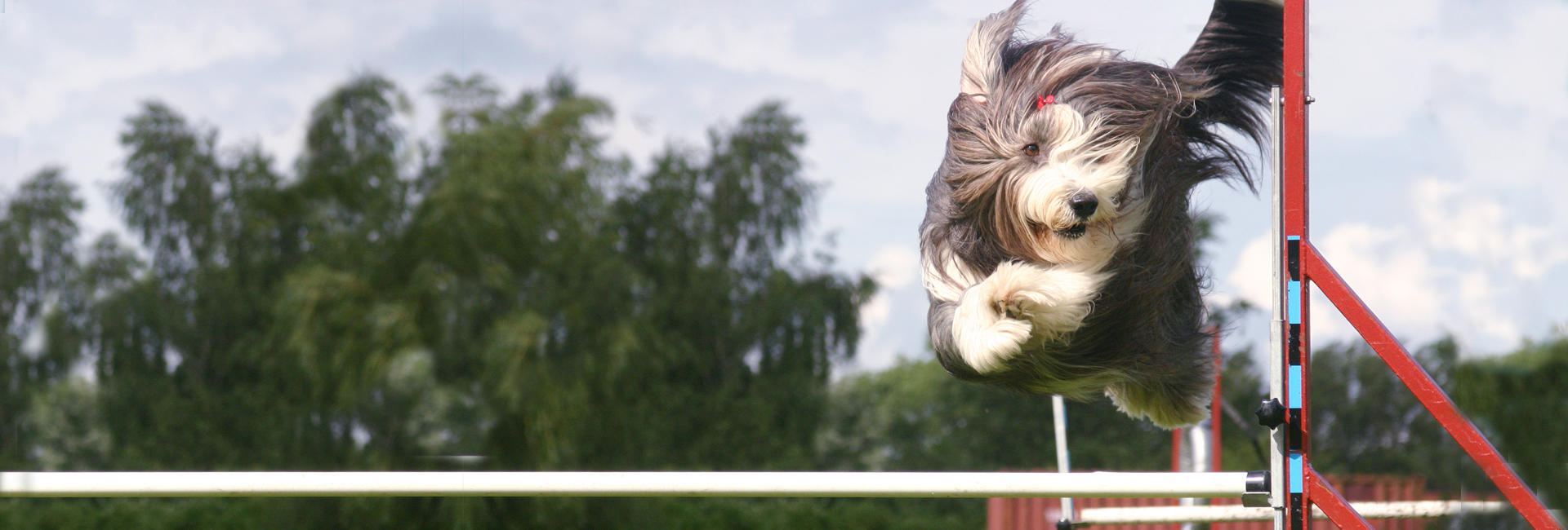 Bearded collie hopper over agilityhinder