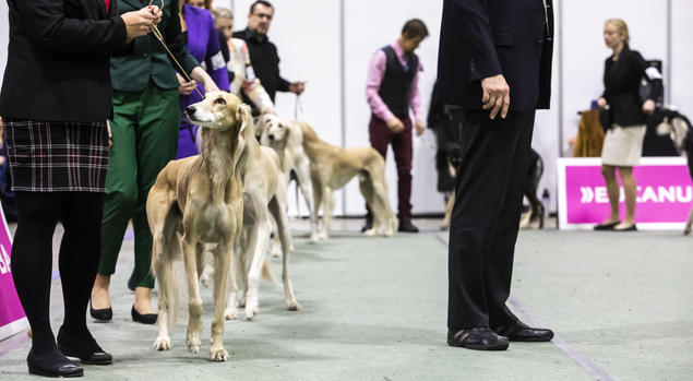 saluki dogs4all norsk kennel klubb