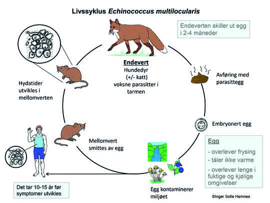 Livssyklus echinococcus multilocularis/revens dvergbendelorm. Illustrasjon: Inger S. Hamnes