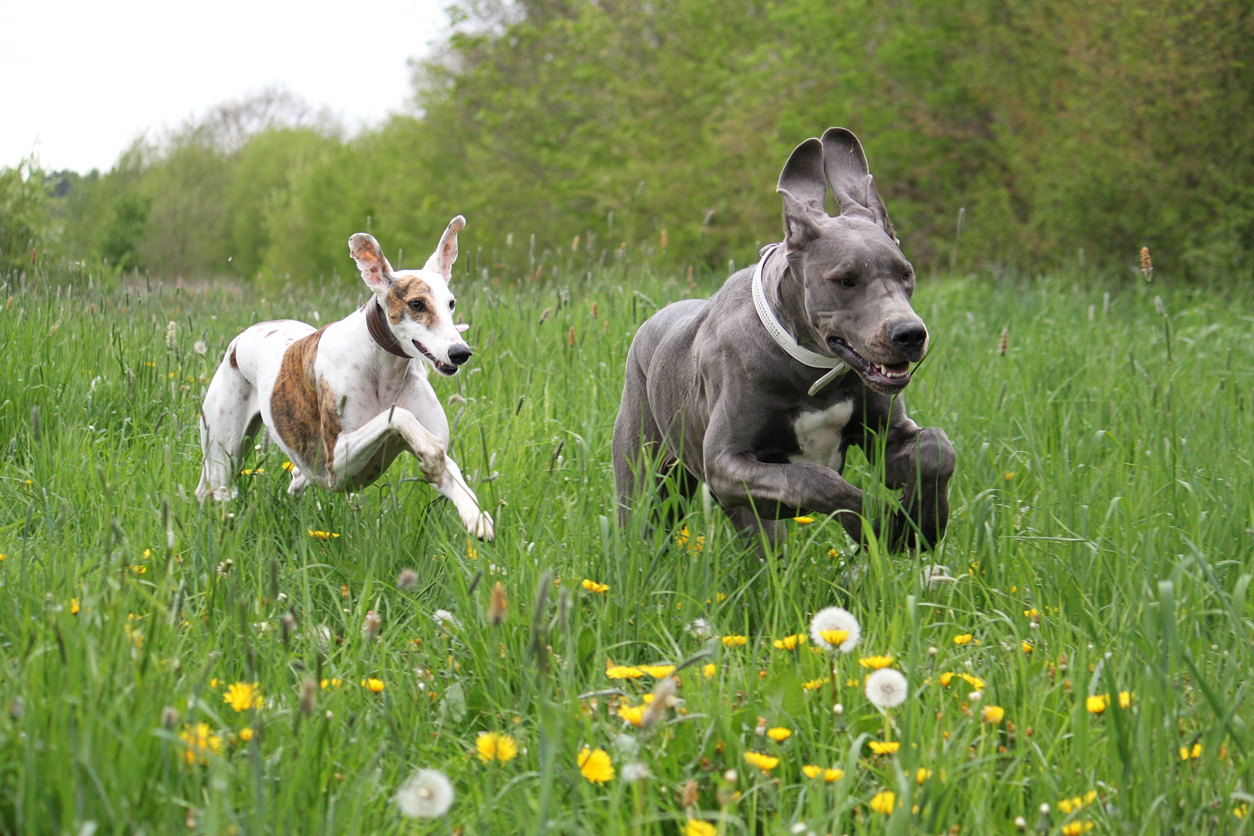 To hunder løper over en blomstereng