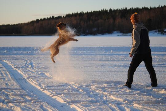 Hund og mann leker snøballkrig