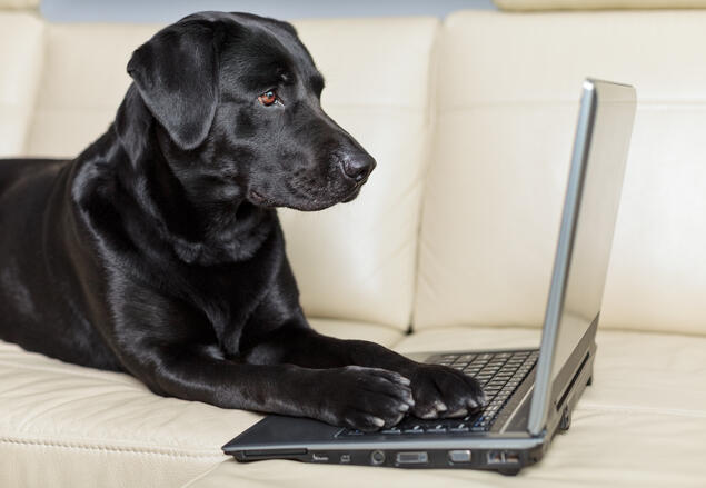 sort labrador i sofa med laptop