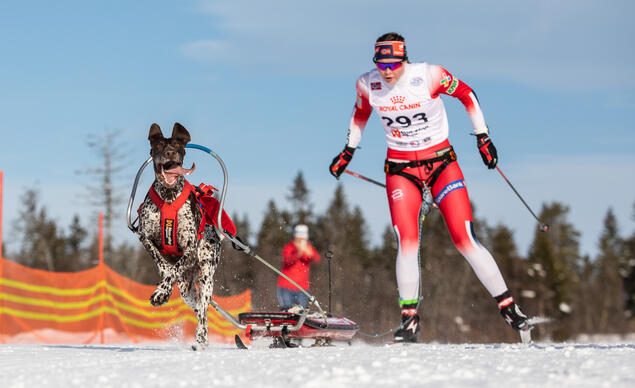 Vilma Halsenstand Stovner gikk til gull med vorstehhund i VM i hundekjøring. Foto Cilje H. A. Moe