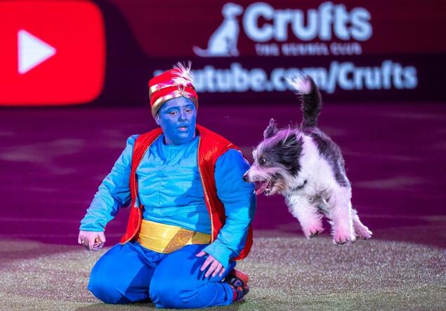 Marianne Methi og Vega i aksjon på Crufts! Vegas siste internasjonale konkurranse ble kronet med seier! Foto: Flick.digital 2022