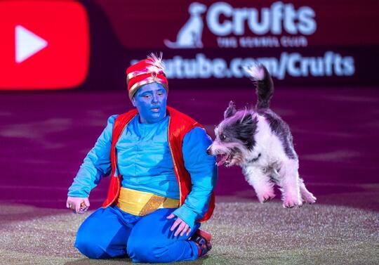 Marianne Methi og Vega i aksjon på Crufts. Vegas siste konkurranse ble kronet med seier! Foto: Flick.digital 2022