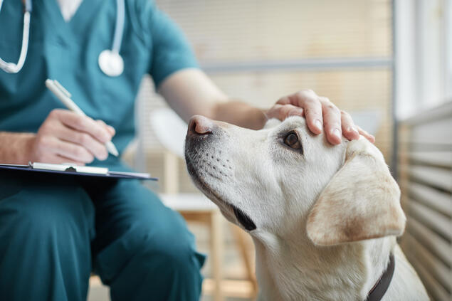 Labrador retriever hos veterinær