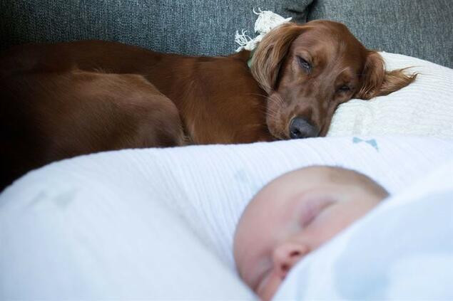 Hund og baby sover sammen