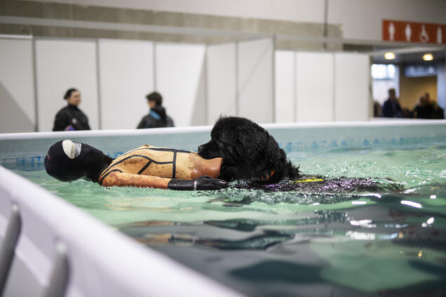 Norsk Newfoundlandhundklubbs oppvisning i vannarbeide