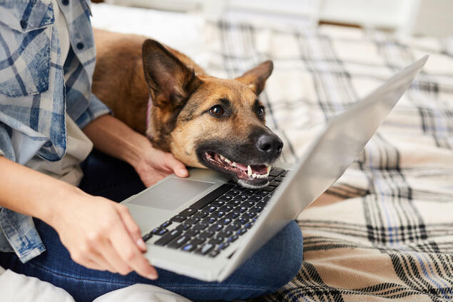 Hund som ser inn i dataskjerm