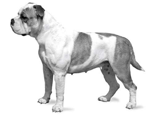 Continental bulldog - FCI illustrasjon