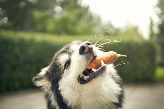 Hund som spiser gulrot