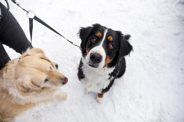 To hunder i bånd i vinterlandskap