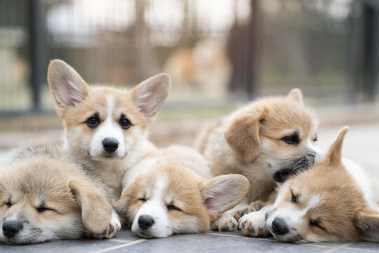 Five puppies Istock