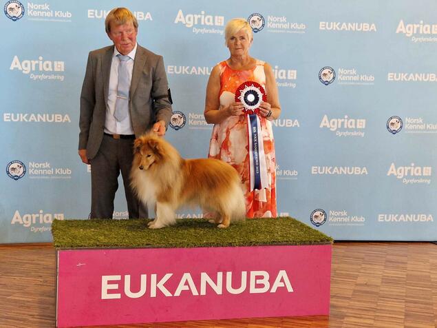 Lundecock's Coconut, shetland sheepdog, er årets mestvinnende hund etter NKK Sandefjord 