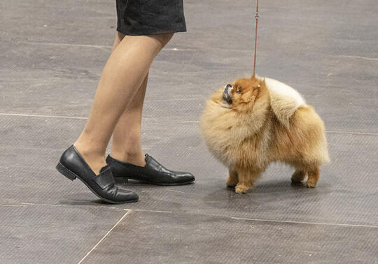 Pomeranian på utstilling