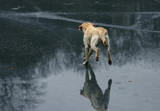 Labrador som løper på tynn is
