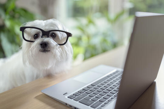Hund med briller foran PC