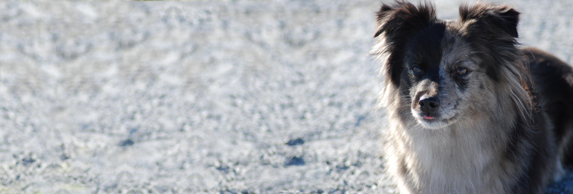 Pyreneisk gjeterhund med korthåret hode - profilbilde