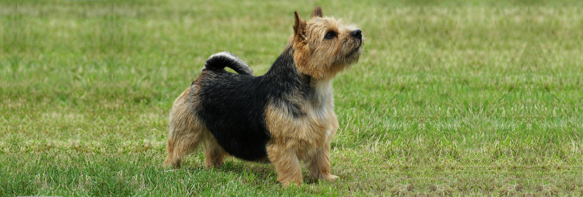Norwich terrier stor