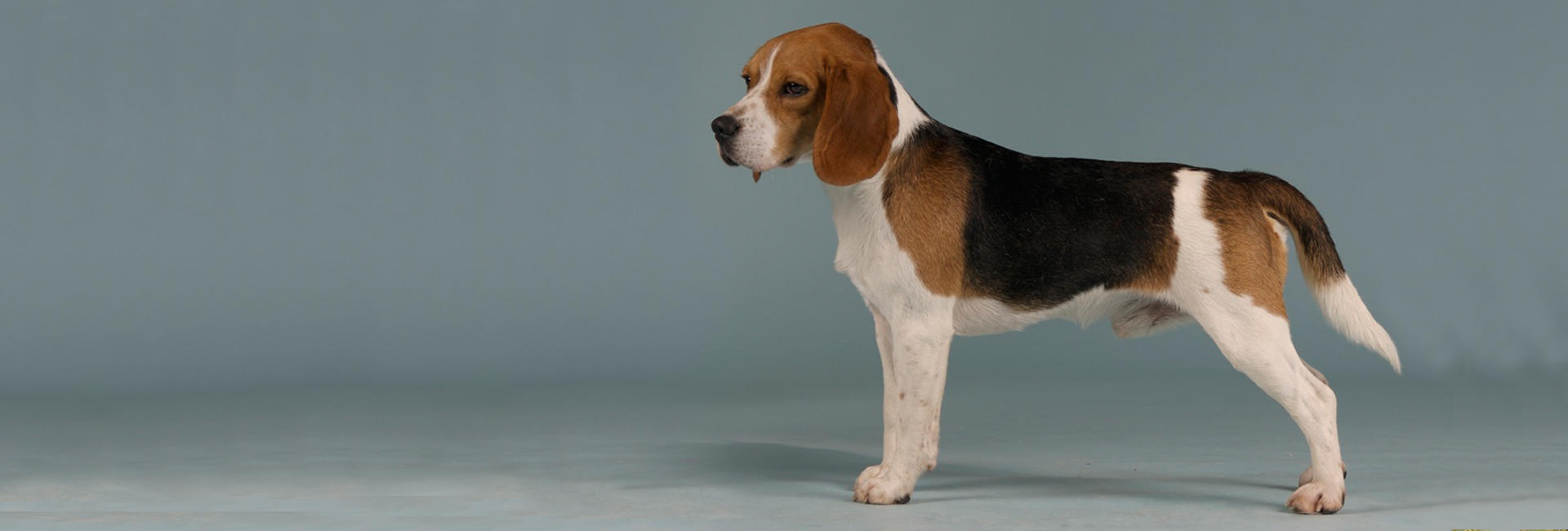 Beagle stor