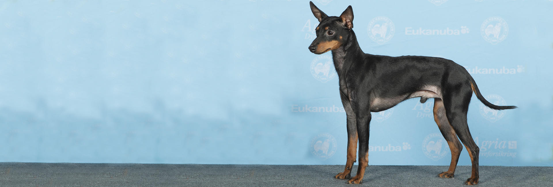 English toy terrier stor